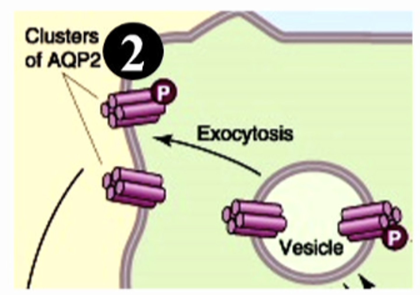 <p>in response to hormone receptor binding this will result in the ...</p>