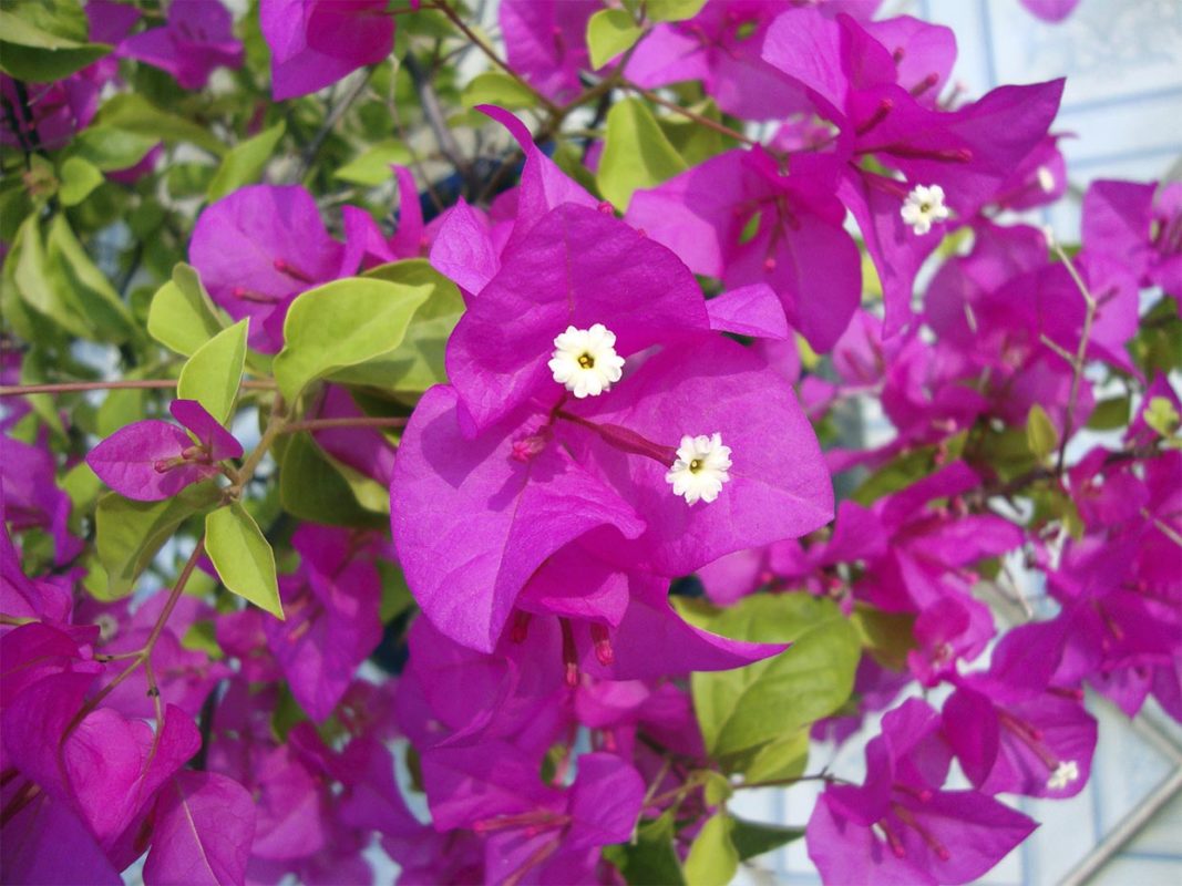 <p><span style="font-family: Inter, helvetica, arial, sans-serif">great bougainvillea</span></p>