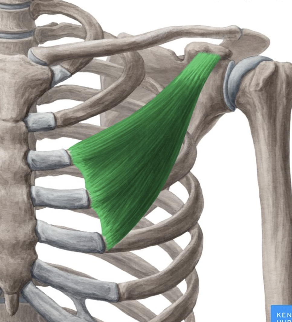 <p>origin : ribs insertion : coracoid process</p>