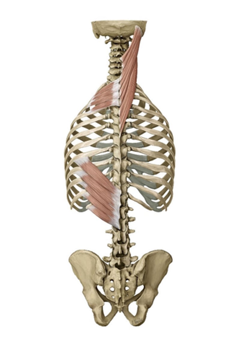 <p>what is the most likely function of the serratus posterior?</p>