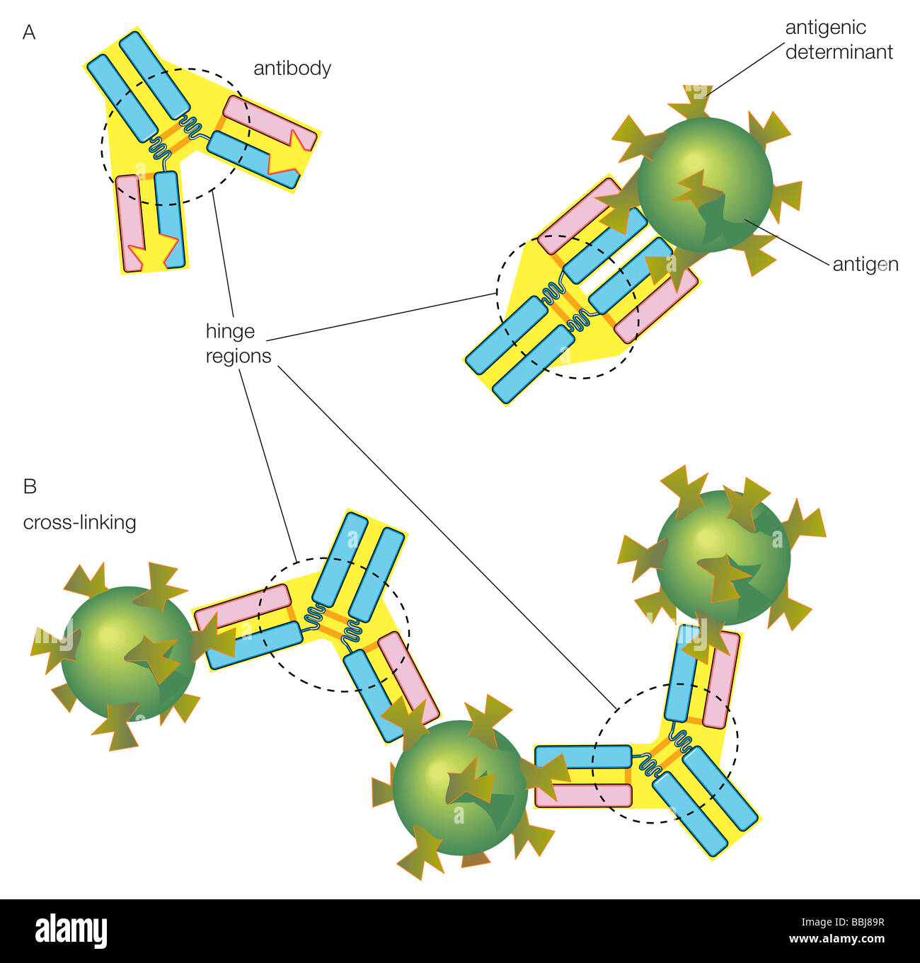 <ul><li><p>Each antibody attaches only to its complementary maker. </p></li><li><p>It is larger, more conspicuous, and therefore, more easily engulfed and destroyed by the circulating MACROPHAGES (Performs phagocytosis). </p></li></ul><p></p>