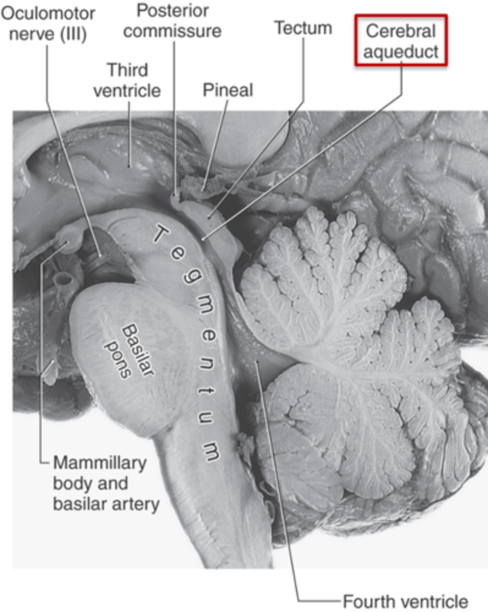 <p>midbrain</p><p>looks like a&nbsp;hole in the center of the midbrain</p><p>cerebral aqueduct connects the 3rd and 4th ventricles</p>