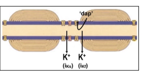 <p>La génération possible de potentiels d’action à haute fréquence.</p>