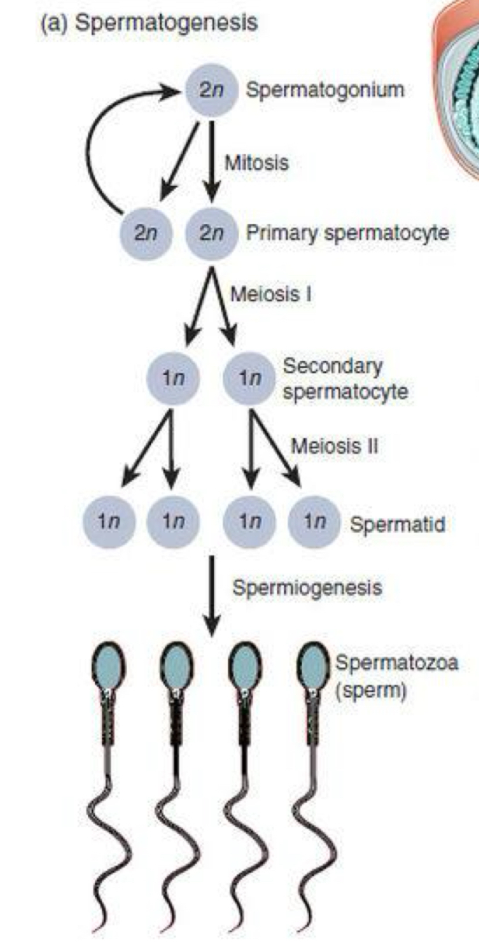 <p>Finally, each spermatid enters spermiogenesis</p><p>(metamorphosis) to form mature spermatozoa.</p>