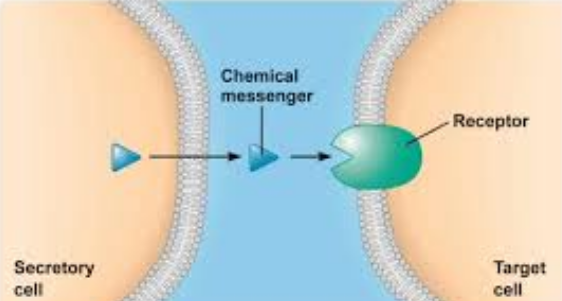 <p>A cell can respond to a particular chemical signal only if the cell has the appropriate receptor protein to bind that signal</p><ul><li><p>If a target cell has the receptor for a signal molecule, binding of the signal molecule to the receptor protein initiates a response</p></li></ul><p></p>