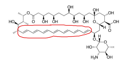 <ul><li><p>has many double bonds—> INSOLUBLE IN WATER</p></li><li><p>has large macrolide lactone ring (a cyclic ester)</p></li></ul><p></p>