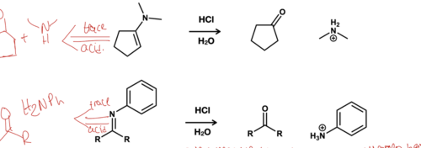 <p>reagent: HCl, H2O this turns the imine and enamines back to the aldehydes or ketone and amines that made them. This time the amine is protonated making the step irreversable</p>