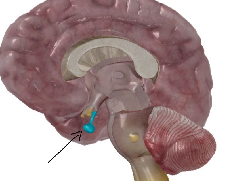 <p>What is this gland?</p>