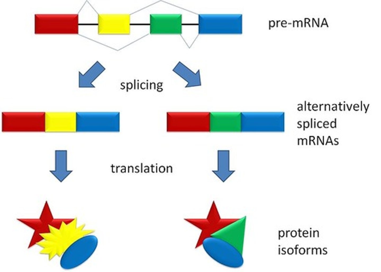 <p>The process where different exons may <br>be spliced, resulting in a single gene producing multiple <br>different mRNA strands.</p>