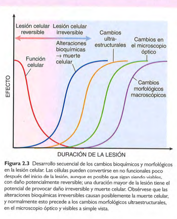 <p>Son observables con métodos de estudio sensibles (técnicas histoquímicas, ultraestructurales o bioquímicas) </p>
