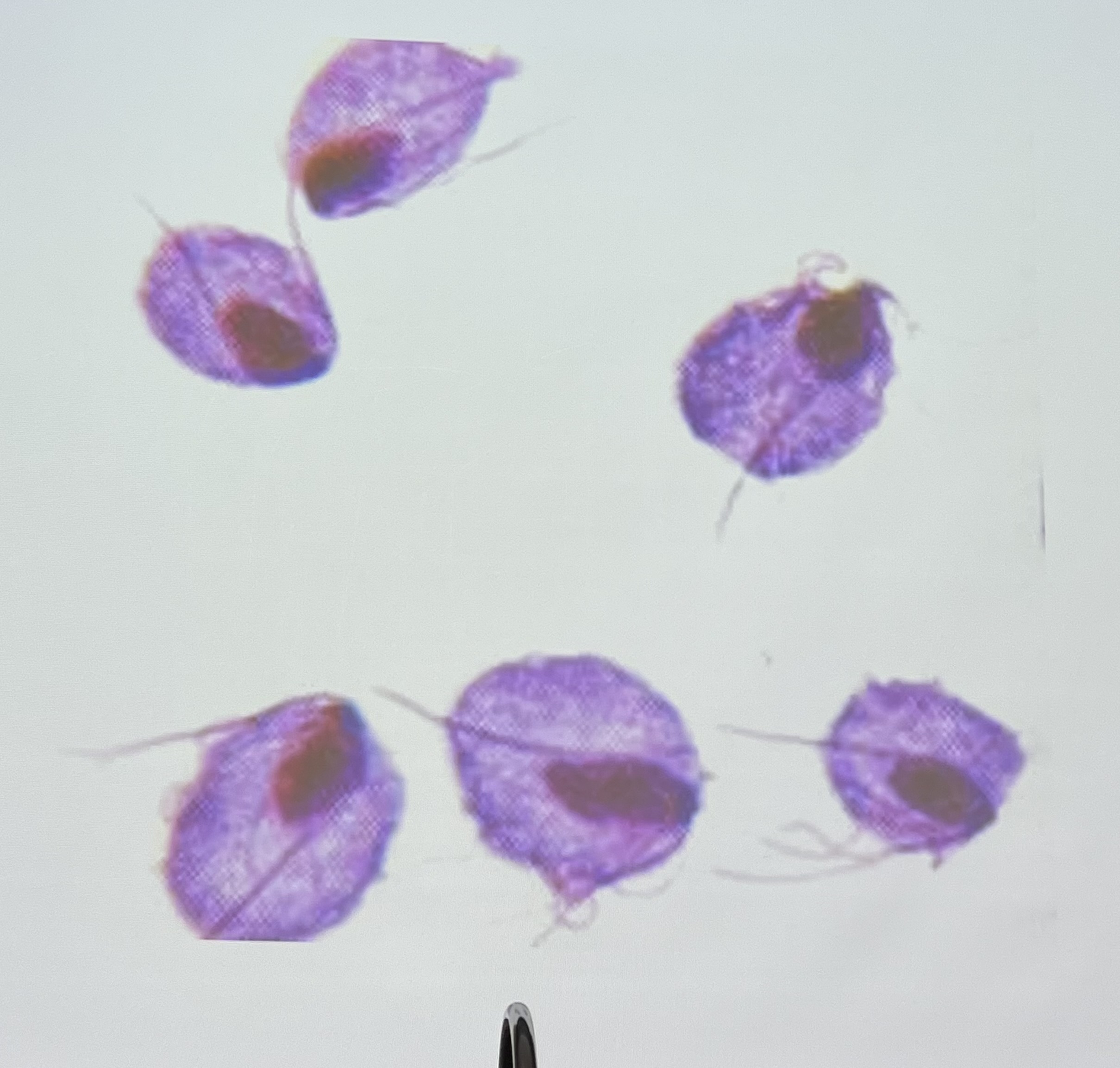 <p>Trophozoite only: 4 flagella, undulating membrane </p>