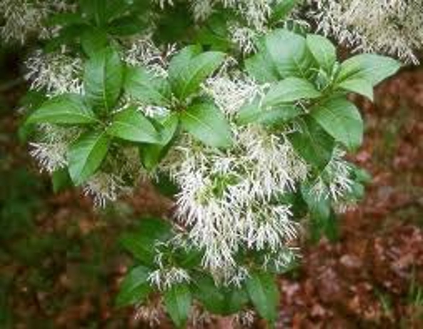 <p>Chionanthus virginicus, Oleaceae</p>
