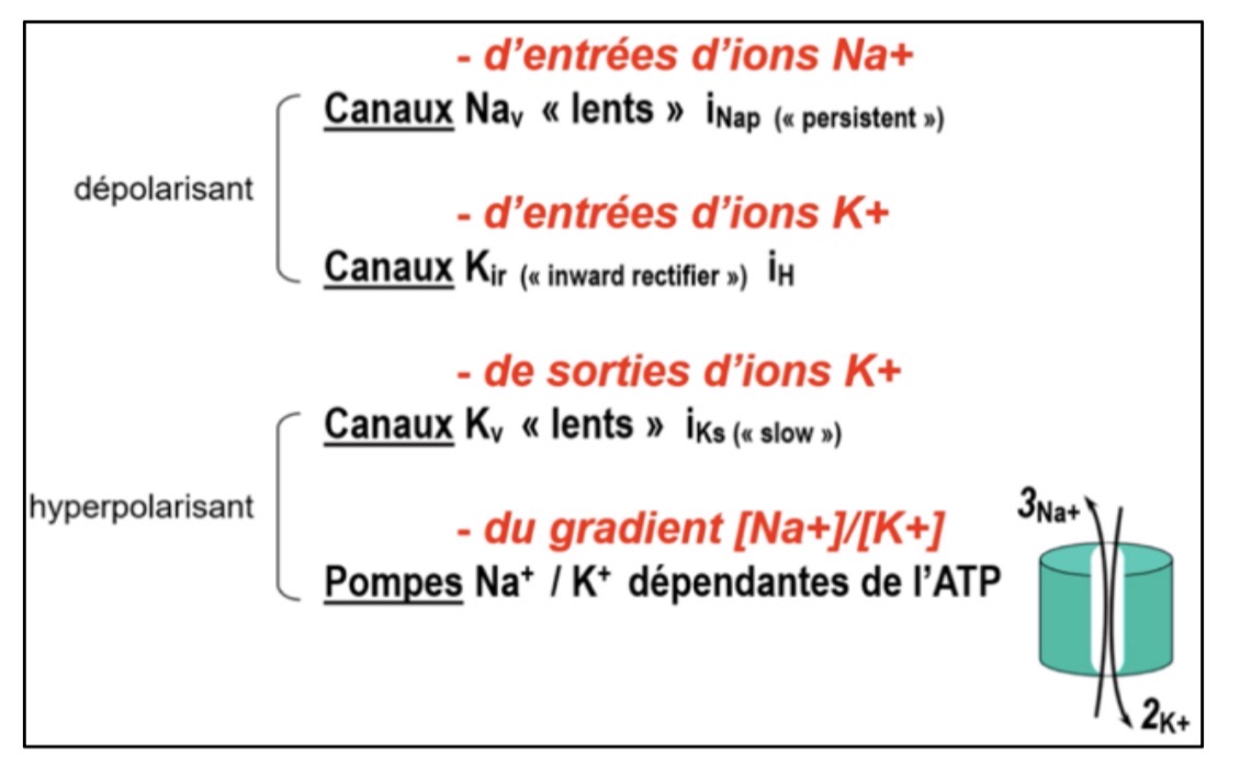 <p>Sortie d’ions K+ → perte de charges positives → hyperpolarisation de la membrane</p>