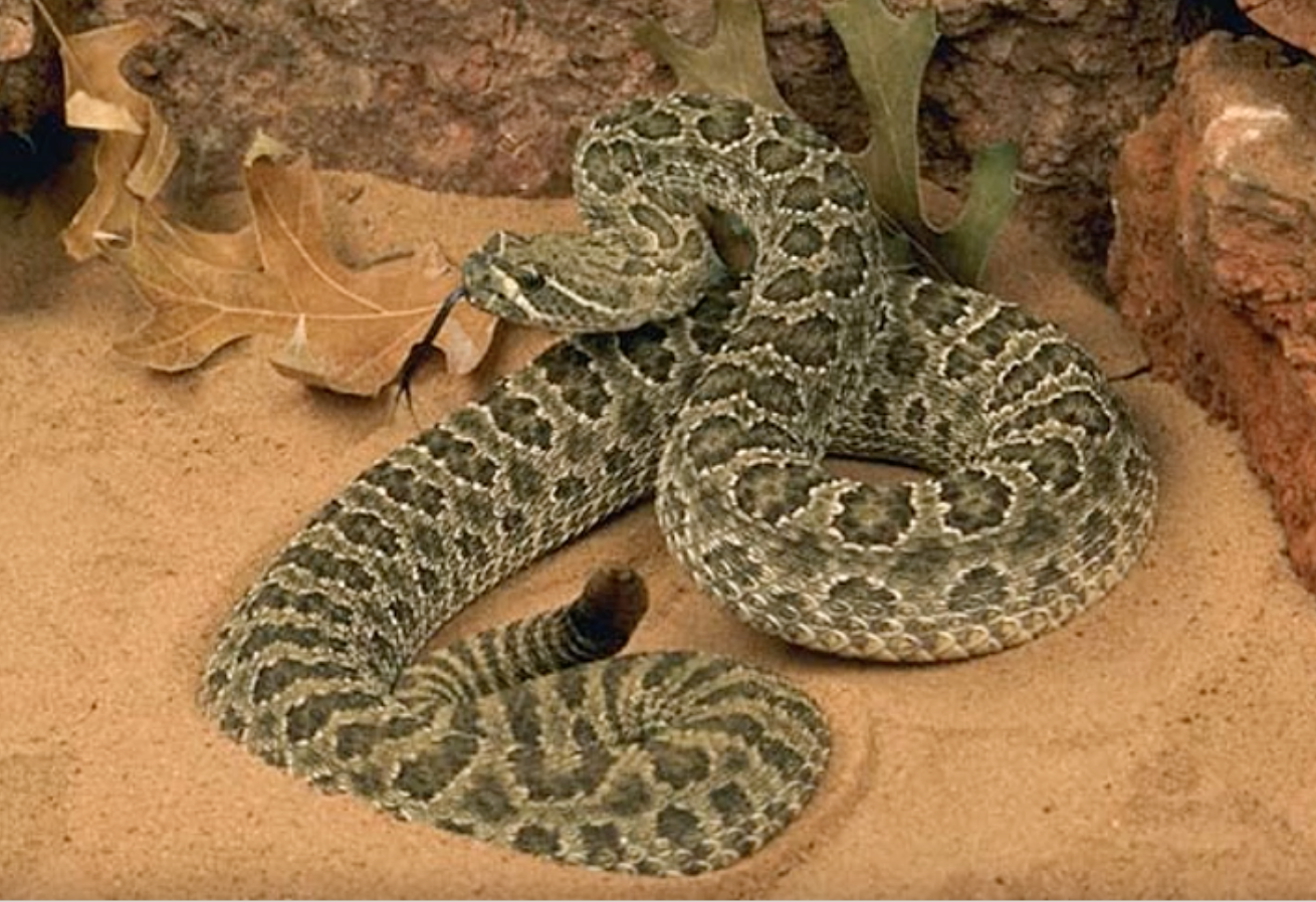 Western rattlesnake

