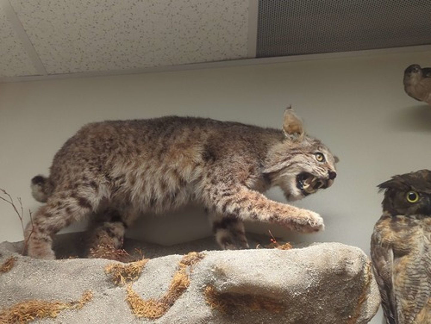 <p>What animal is this? Answer with "Wall" after animal name.</p>