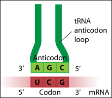 the mRNA has the codon, which is a triplet code, three bases code for one amino acid .
translation depends on complementary base pairing between the codon on the mRNA and the anticodon on the tRNA.
mRNA = codons
tRNA = anticodons