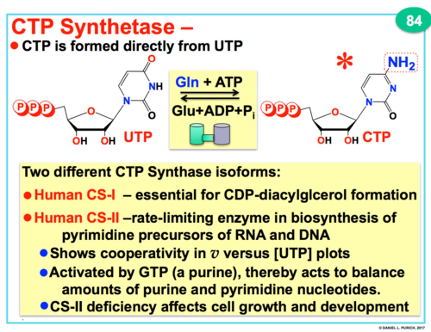 <p>enzyme that converts UTP to CTP</p><p>UTP + ATP + Glutamine + H2O --&gt; CTP + ADP + Pi + Glutamate</p>