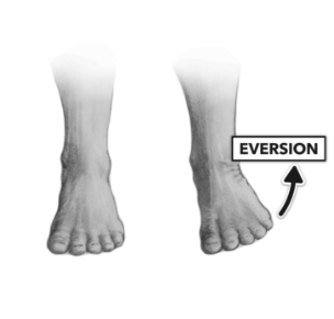 <p>turn the sole of the foot laterally </p>