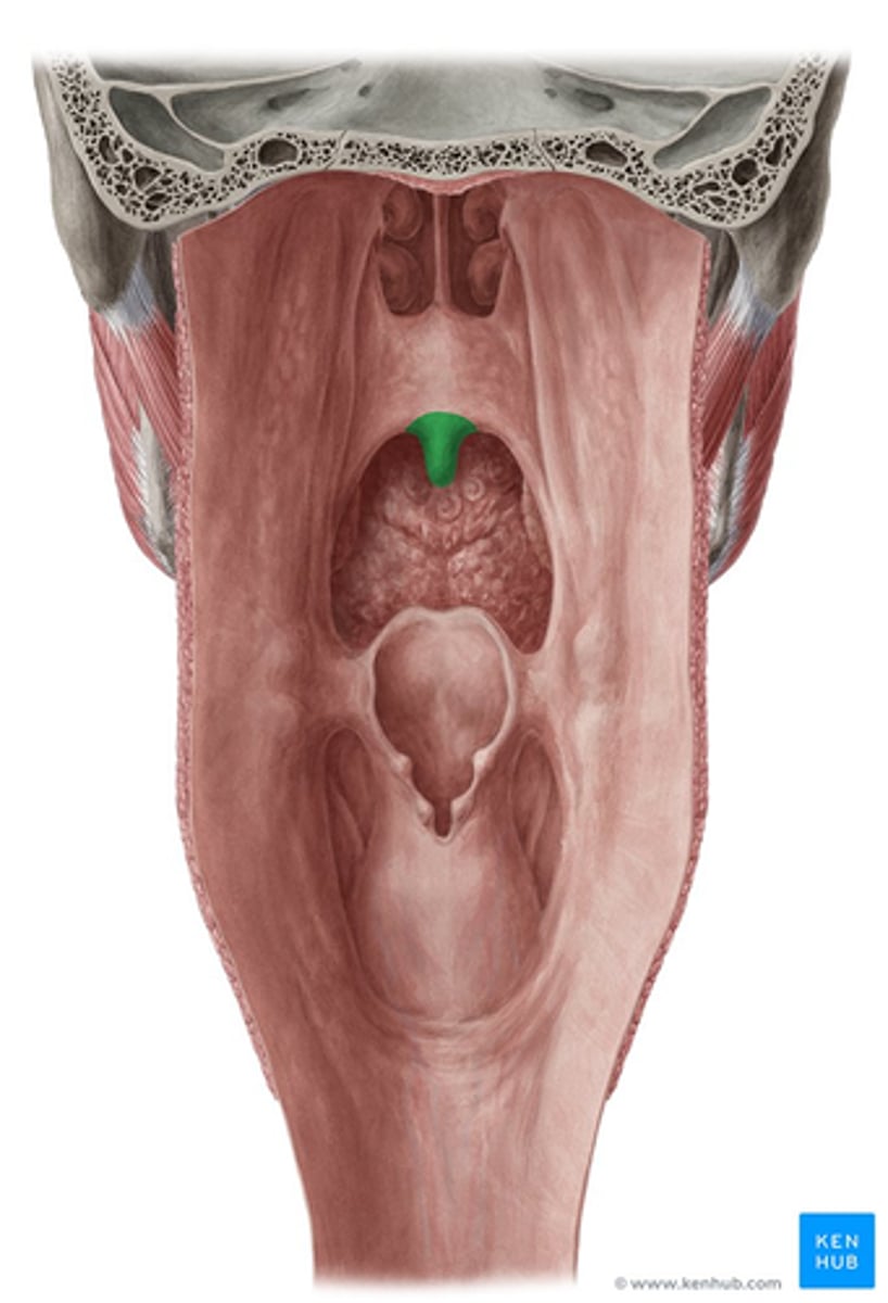 <p>The musculus uvulae originates from the posterior margin of the hard palate, specifically from the palatine bone.</p><p>The musculus uvulae forms the uvula, the structure that hangs from the posterior edge of the soft palate.</p>