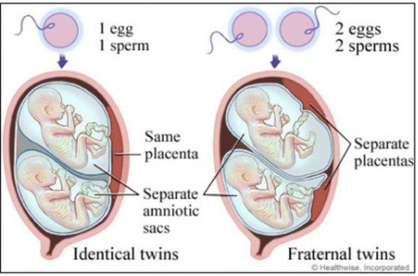 <p>To explore the genetic influences on criminal behavior by comparing criminal records of identical and fraternal twins.</p>