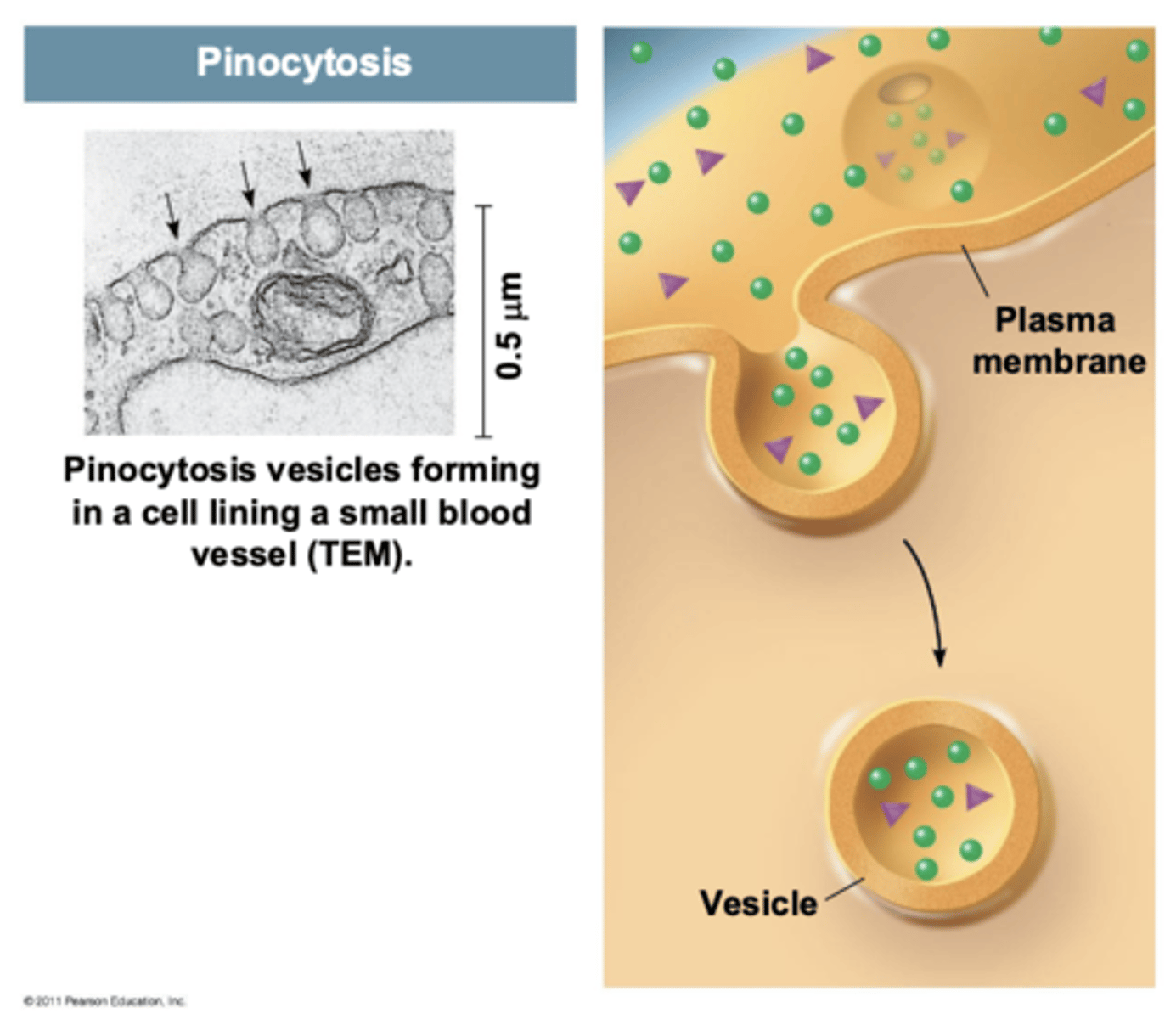<p>membrane folds inward, bringing in fluid and dissolved substances: smaller molecules (opposite of phagocytosis)</p>