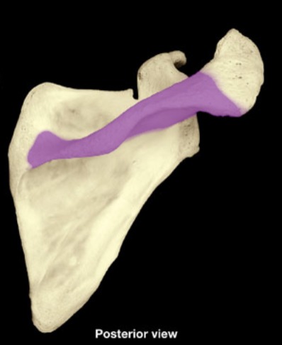 <p>ridge runs horizontally on backside of scapula</p>