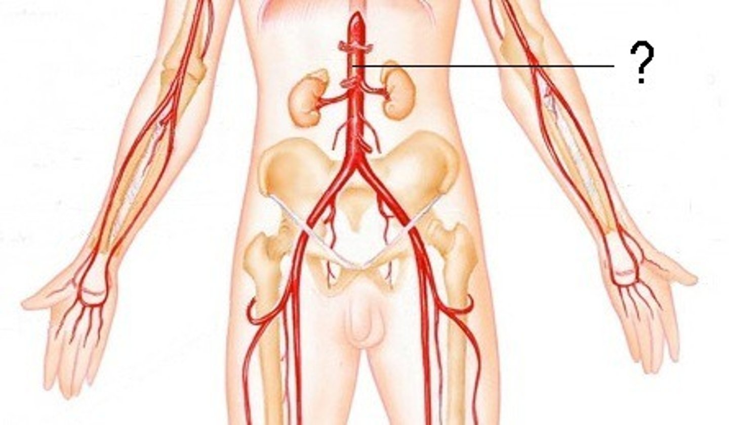 <p>continuation of the thoracic aorta that runs through the abdominal cavity</p>