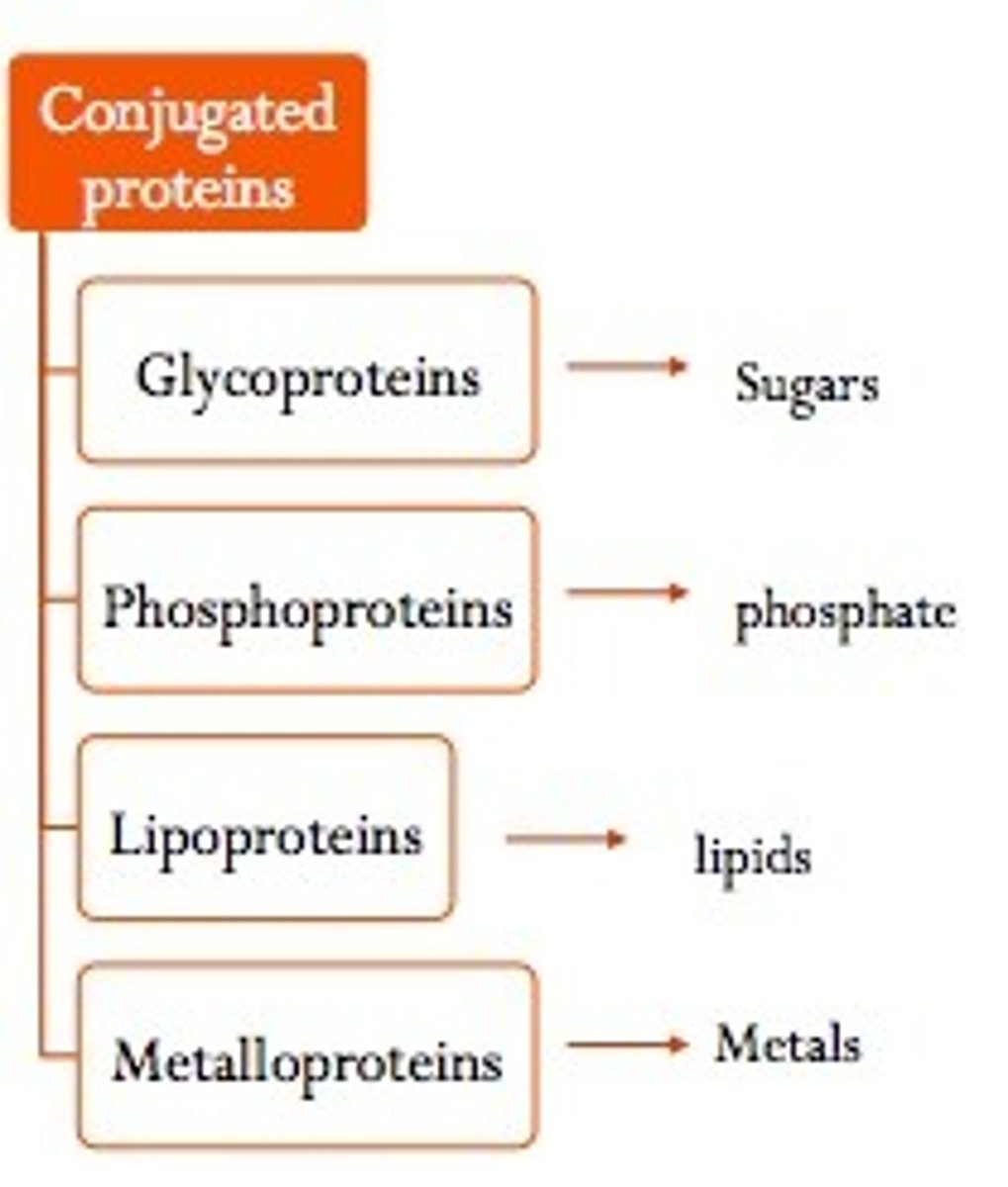 <p>a protein that has one or more non amino acid entities present in addition to one or more peptide chains; in other words, it has a <strong>prosthetic group</strong></p>