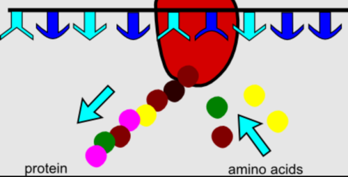 <p>read DNA to build proteins</p>