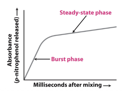 <p>Burst and steady-state phases</p>