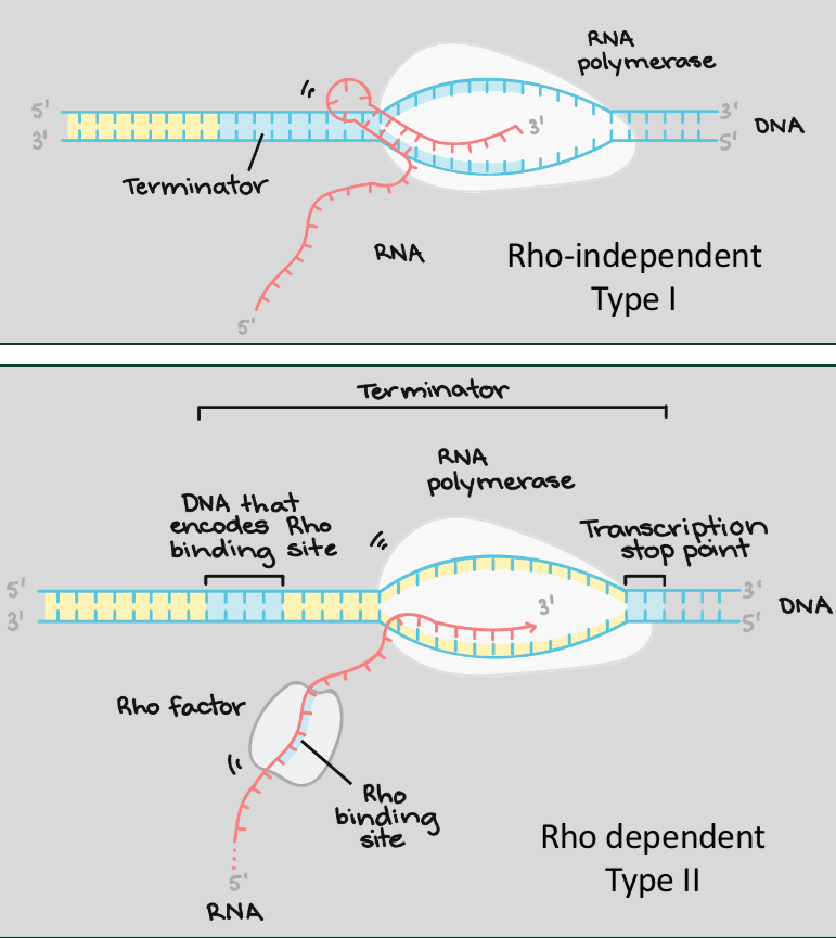 <p>2 mechanisms of termination:</p><ol><li><p>Formation of hair pin, Rho independent</p></li><li><p>Rho factor</p></li></ol><ul><li><p>both prise open the transcription complex, terminating the process</p></li></ul><p></p>