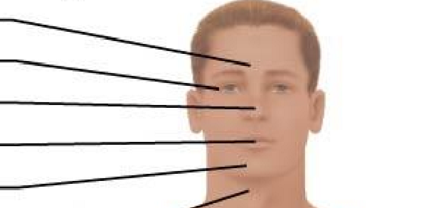 <p>Anterior Axial Region: Cephalic (from top to bottom)</p>