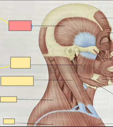 <p>raises the jaw</p><p>closes the mouth</p><p>draws the jaw backward</p>