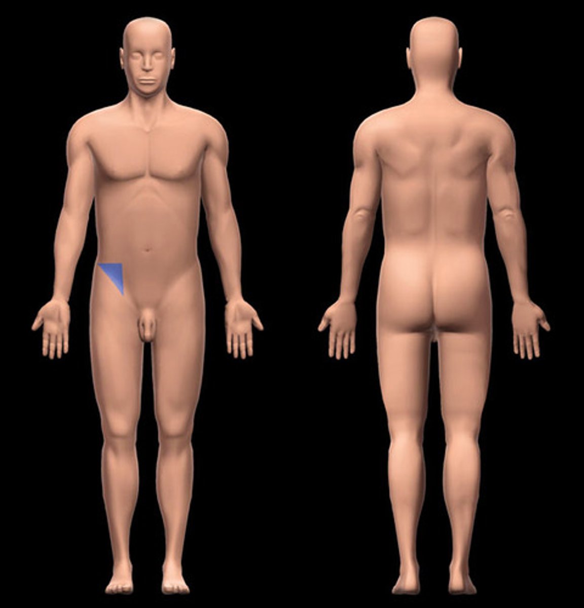 <p>on either side of the hypogastric region</p>