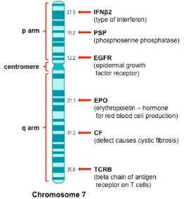 <ul><li><p>Genes are mapped to chromosomes</p></li><li><p>Distance is determined by the frequency of crossover</p></li><li><p>Genes closer together or closer to the centromere are less likely to switch positions</p></li><li><p>#s on the side = % chance of swtiching</p></li></ul><p></p>