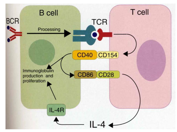 <p>B cell act aslo as antigen presenting cell</p>