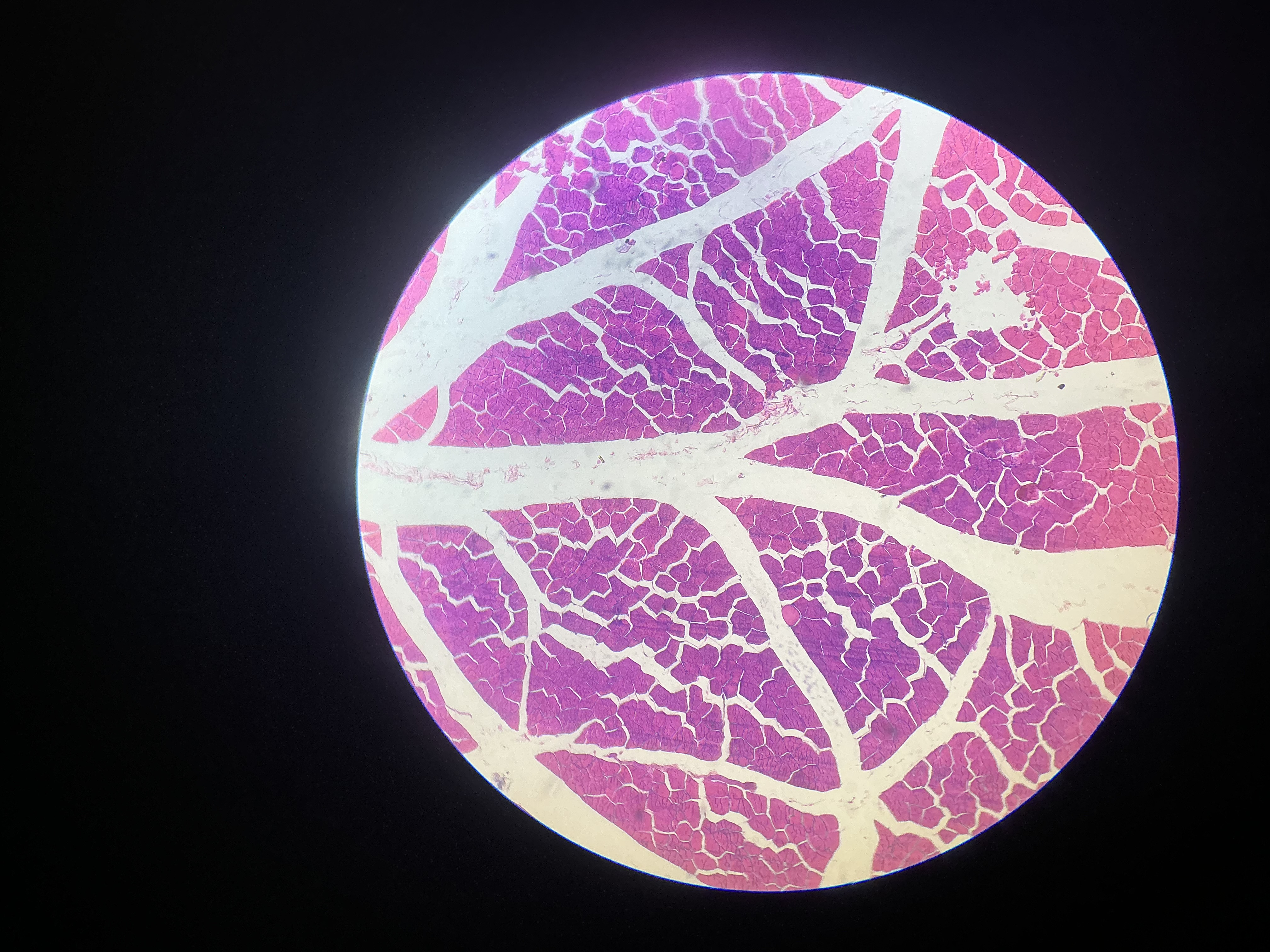 <p>what tissue is this?</p>
