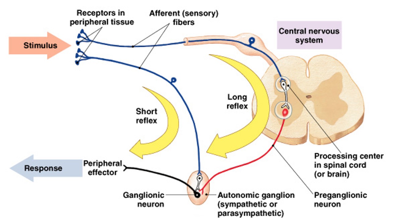 <p>Which kind of reflexes:</p><ul><li><p>Lowest level of ANS reflexes</p></li></ul><p></p>