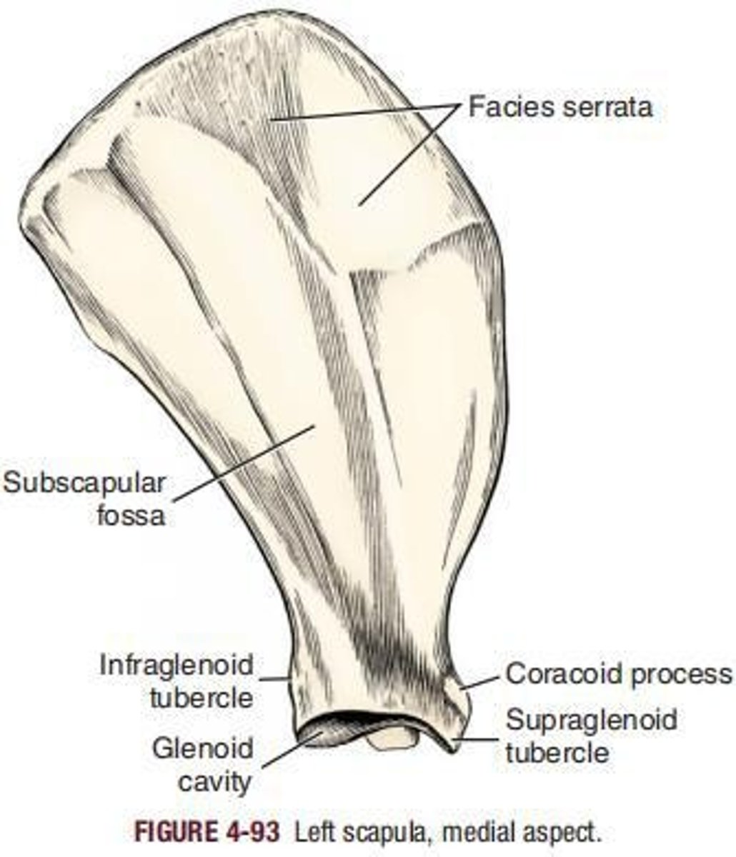 <p> is in general triangular.</p>