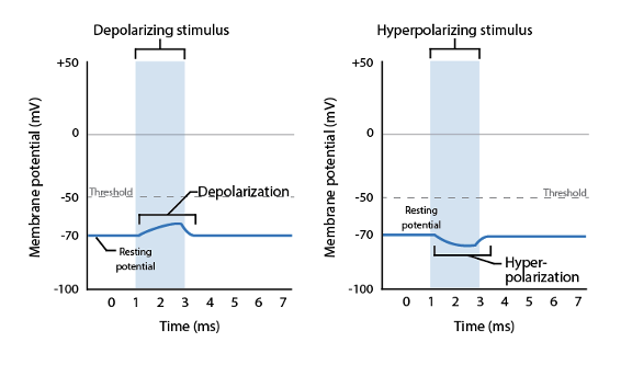 <ul><li><p>Relatively small change in membrane potential localized to one area of the plasma membrane&nbsp;</p></li><li><p>vary in size depending on strength of the stimulus&nbsp;</p></li><li><p>Caused by several types of stimuli</p><ul><li><p>chemicals binding to ligand-gated ion channels</p></li><li><p>changes in voltage triggering opening or closing of voltage-gated ion channels</p></li><li><p>mechanical stimuli opening mechanically gated ion channels</p></li><li><p>temperature changes affecting specific temperature receptors&nbsp;</p></li></ul></li></ul><p></p><p></p>