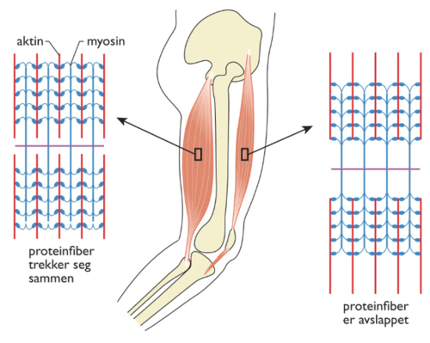 <p>Består av muskelceller og inneholder mange proteinfibre. I muskulaturen i kroppen. Hovedoppgave: Muskelcellene kan trekke seg sammen oh bli strukket ut</p>