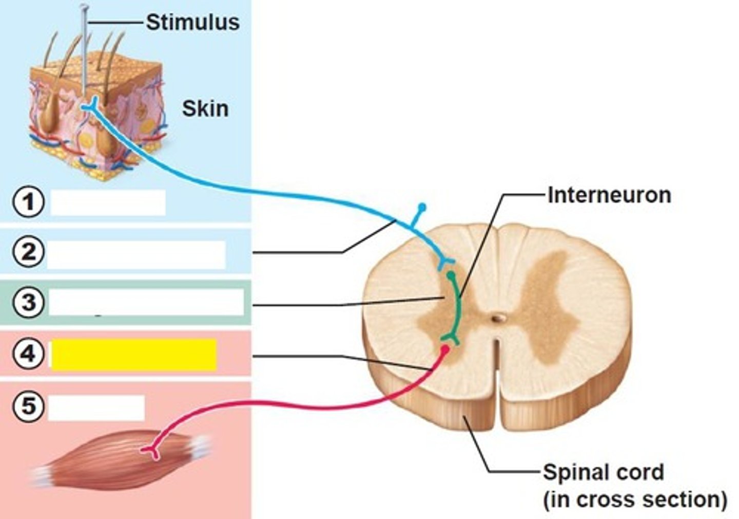 <p>conducts efferent impulses from the integration center to an effector</p>