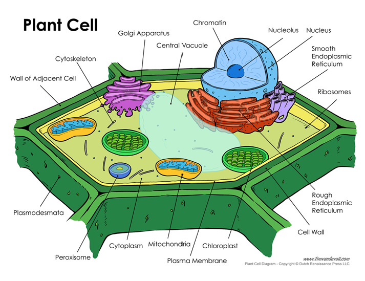<p>plant cells have chloroplasts, a cell wall, and a large central vacuole</p>