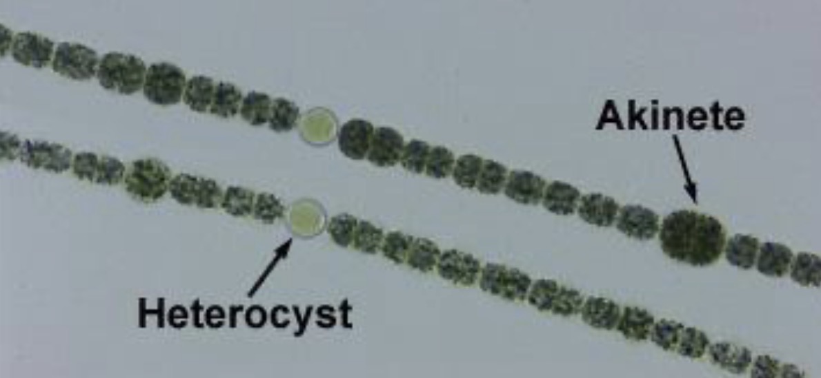 <p>thick-walled, dormant, non-motile cell that forms in certain cyanobacteria and algae to survive harsh conditions</p>