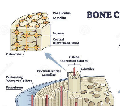 <p>transport nutrients to bone cells, radiate from central canal to lacunae</p>