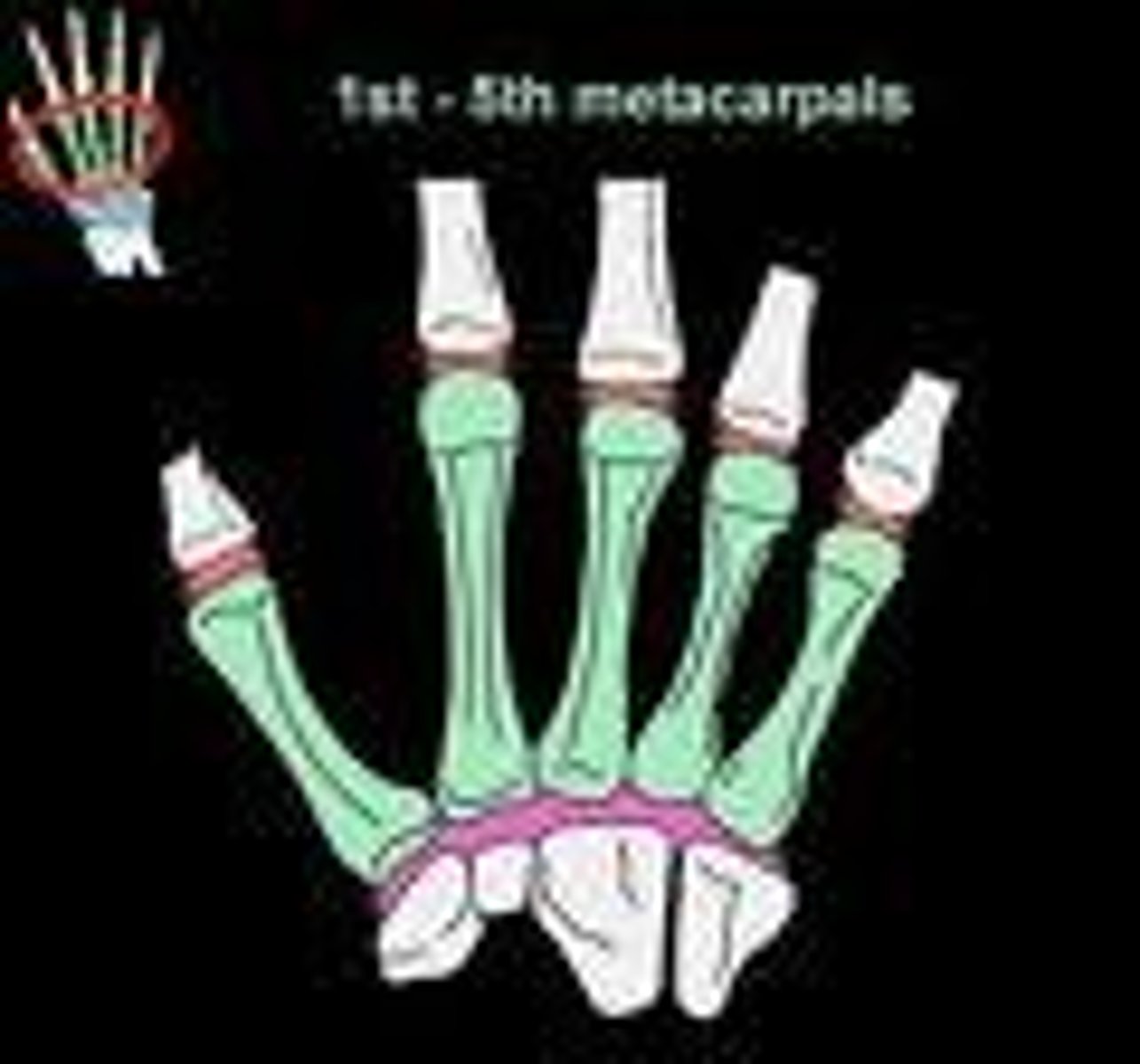 <p>bones of the hand</p>