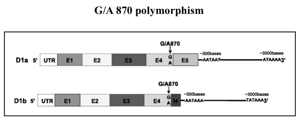 <ul><li><p><span>UTR = un translated region&nbsp;</span></p></li><li><p><span>tail give mRNA stability and prevents it form be degraded&nbsp;</span></p></li><li><p><span>E =2.718 Exons —&gt; what go into coding region for protein</span></p></li><li><p><span>I = introns —&gt; things that get cut out…they are in DNA sequence but dont code for anything and they get cut out in the end product&nbsp;</span></p></li><li><p><span>we want all E…introns should all be gone&nbsp;</span></p></li><li><p><span>if you mutate G870 to A it changes the way it is read by other enzymes and other translation machinery and once you get to 870 what happens is instead of cutting out the Intron the enzyme that cuts out Introns mis reads the cut site and puts an end sequence/terminal sequence (meaning translation stops)…this changes the proteins shape meaning it possibly can't be phosphorylated on thr 286 and the protein might not be able to be exported and degraded properly and it could result in gene amplification&nbsp;</span></p></li><li><p><span>at 870 I erased of cutting out interns it cuts something out creating a end sequence resulting in translation stops…meanin you miss protein that it needs to code for</span></p></li><li><p><span>2 studies found difference</span></p><ul><li><p><span>1. That this causes cancer</span></p></li><li><p><span>2. That it doesn't&nbsp;</span></p></li></ul></li></ul><p></p>