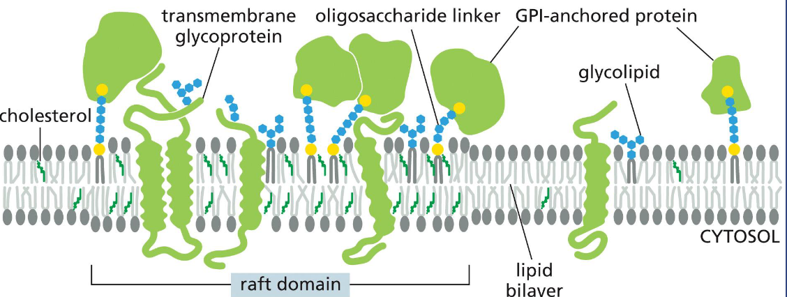 <p>specialized domains or membrane regions involving protein-protein, protein-lipid and lipid-lipid interactions. </p><p>Raft domains have an increased membrane thickness. </p><p>GPI: glycosylphosphatidylinositol</p>