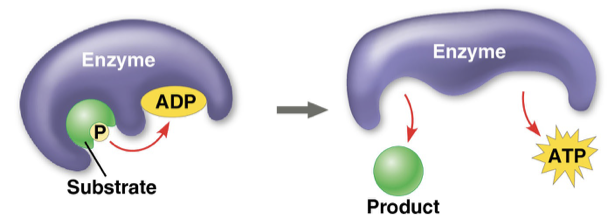 <p>occurs when a enzyme transfers a phosphate group directly from a substrate to ADP</p>