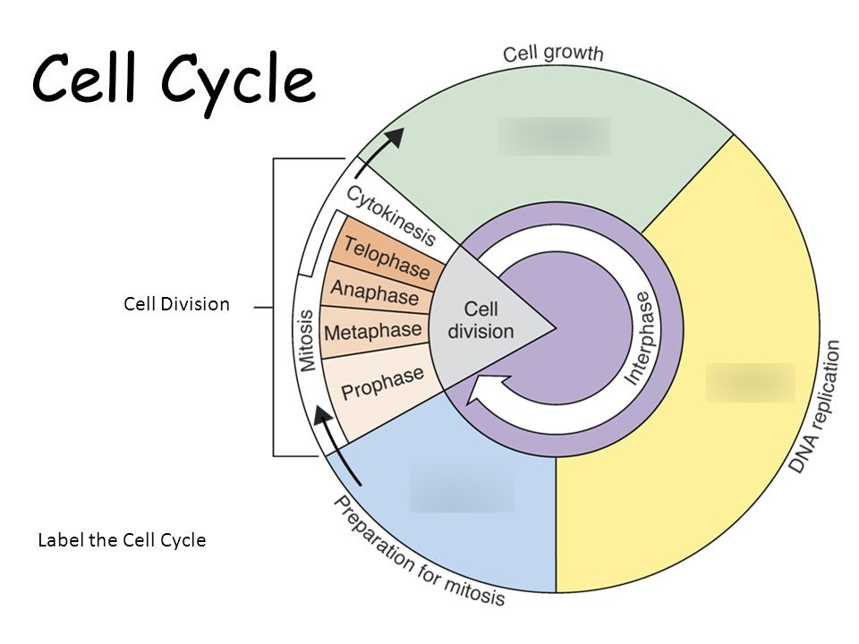 <p>Cell cycle</p>